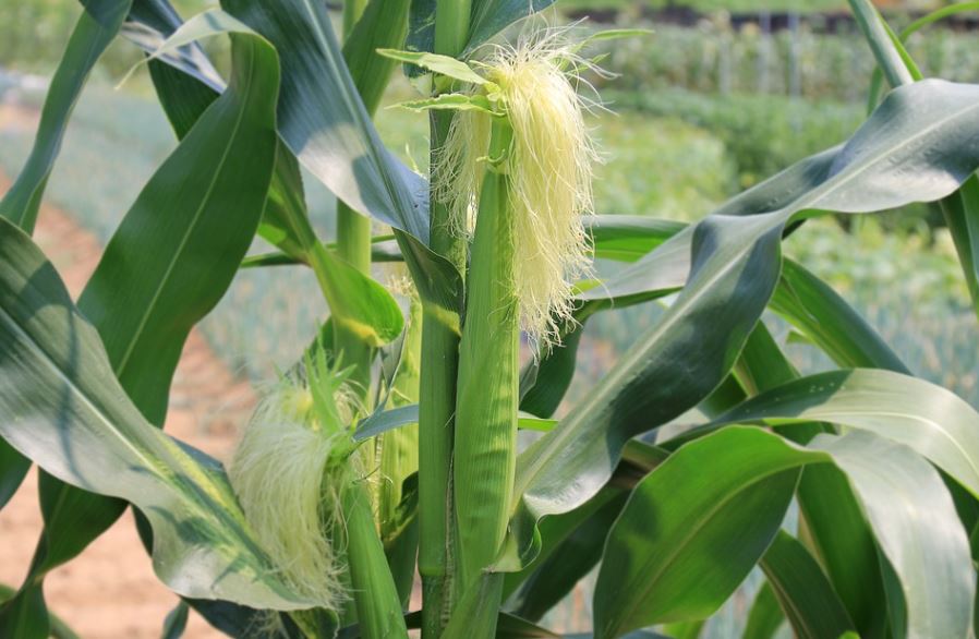 Agricultural Expansion brazil Mexico corn