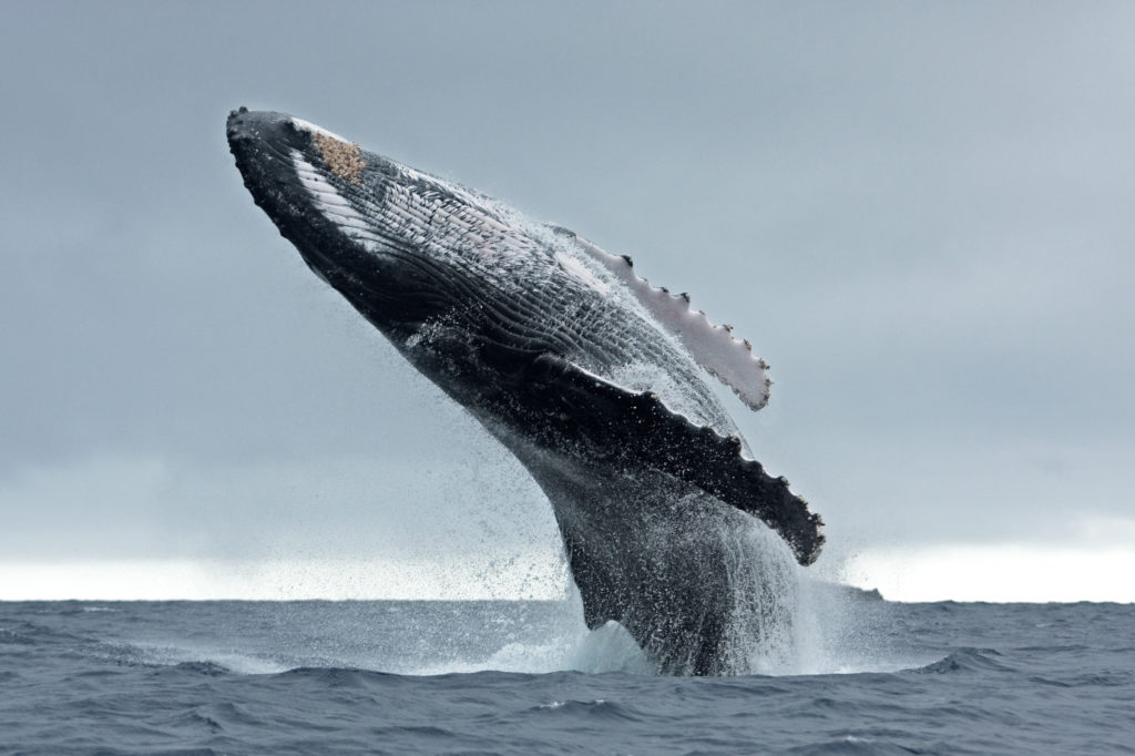 Brazil Whale Conservation