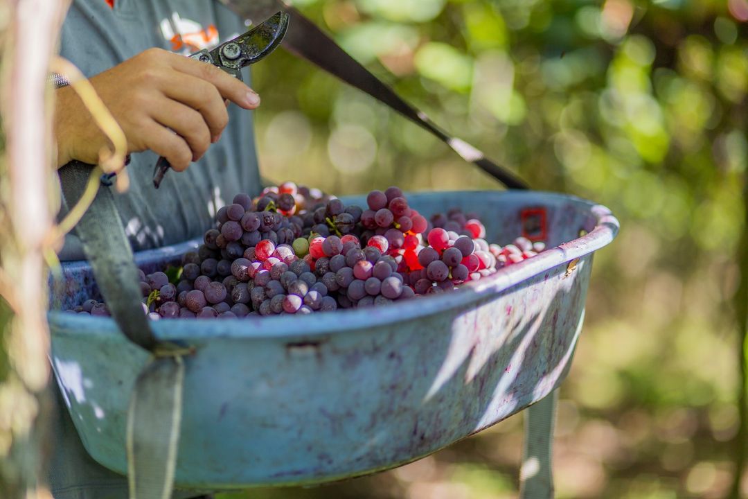 Grape harvest at Garibaldi winery (Garibaldi social media courtesy)