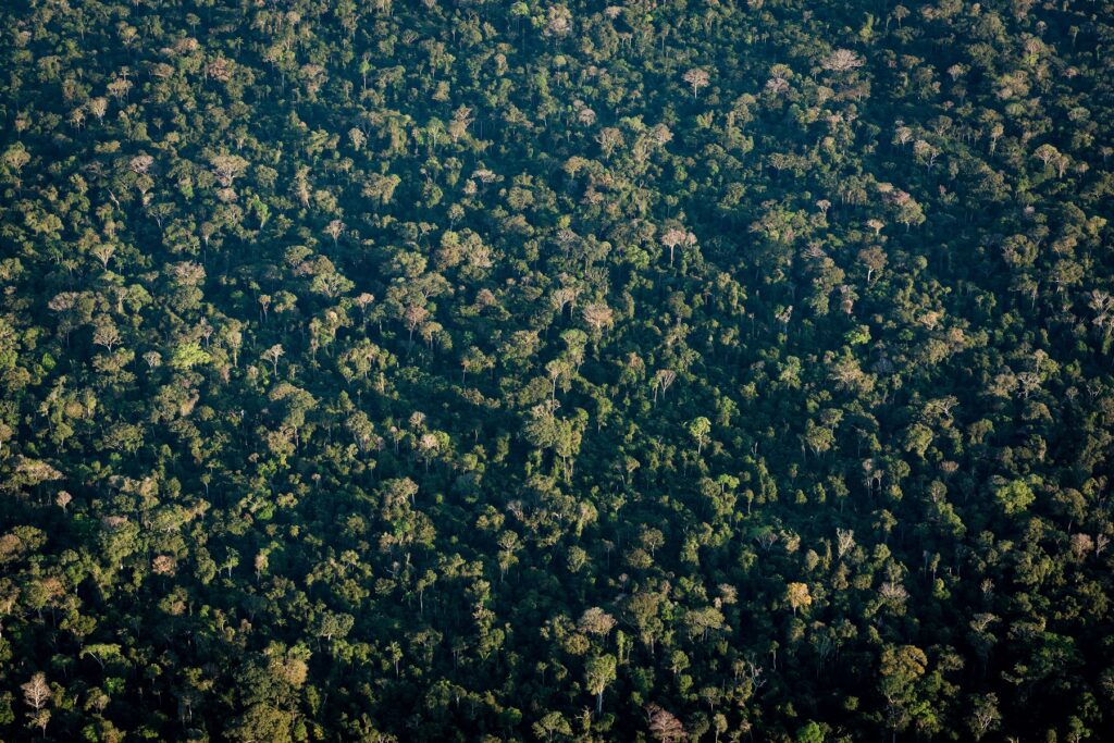 Forested landscape of Amazoni (Diego Lourenço Gurgel courtesy)