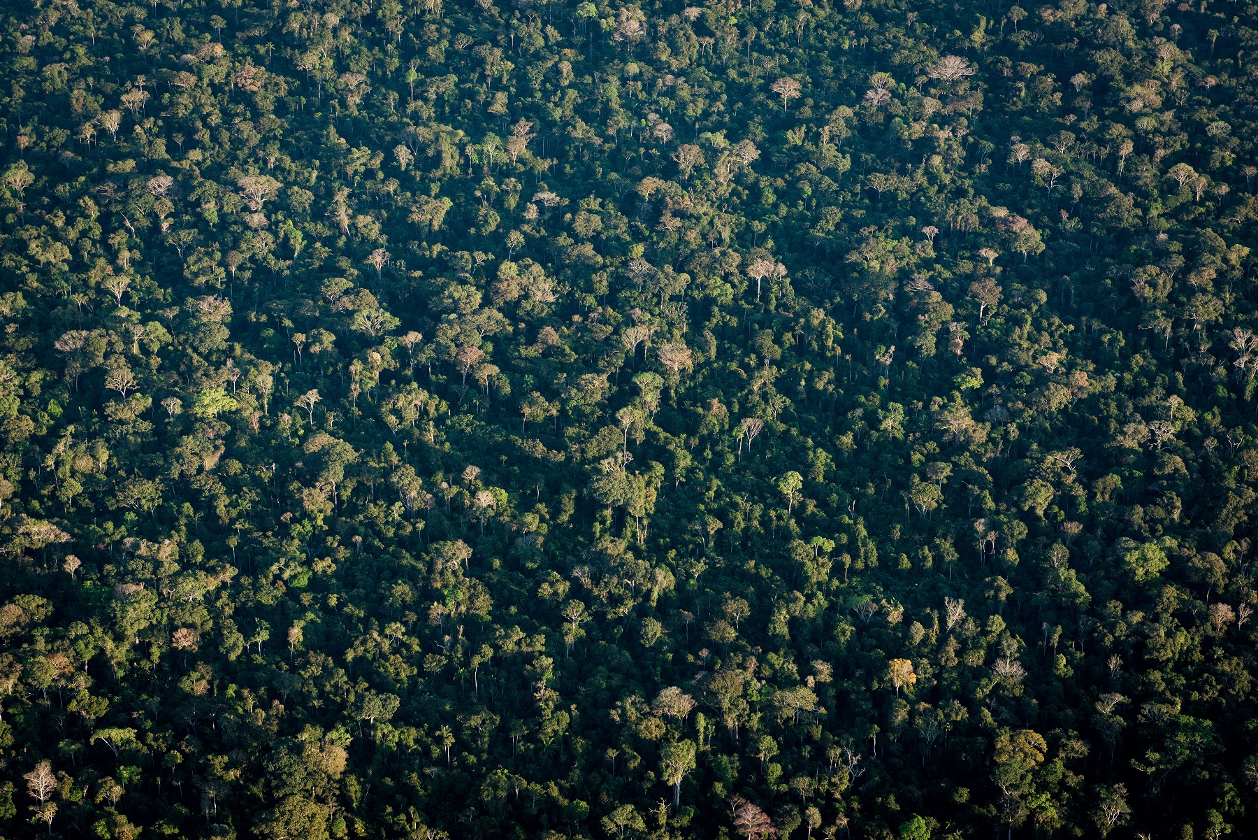 Forested landscape of Amazoni (Diego Lourenço Gurgel courtesy)