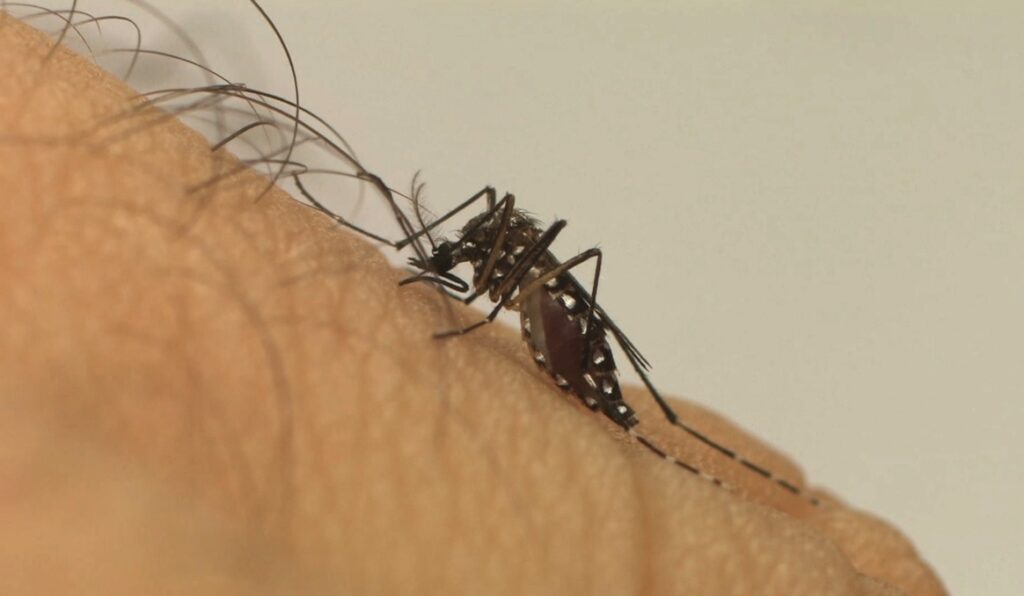 Aedes Aegypti mosquito (courtesy of Fiocruz)